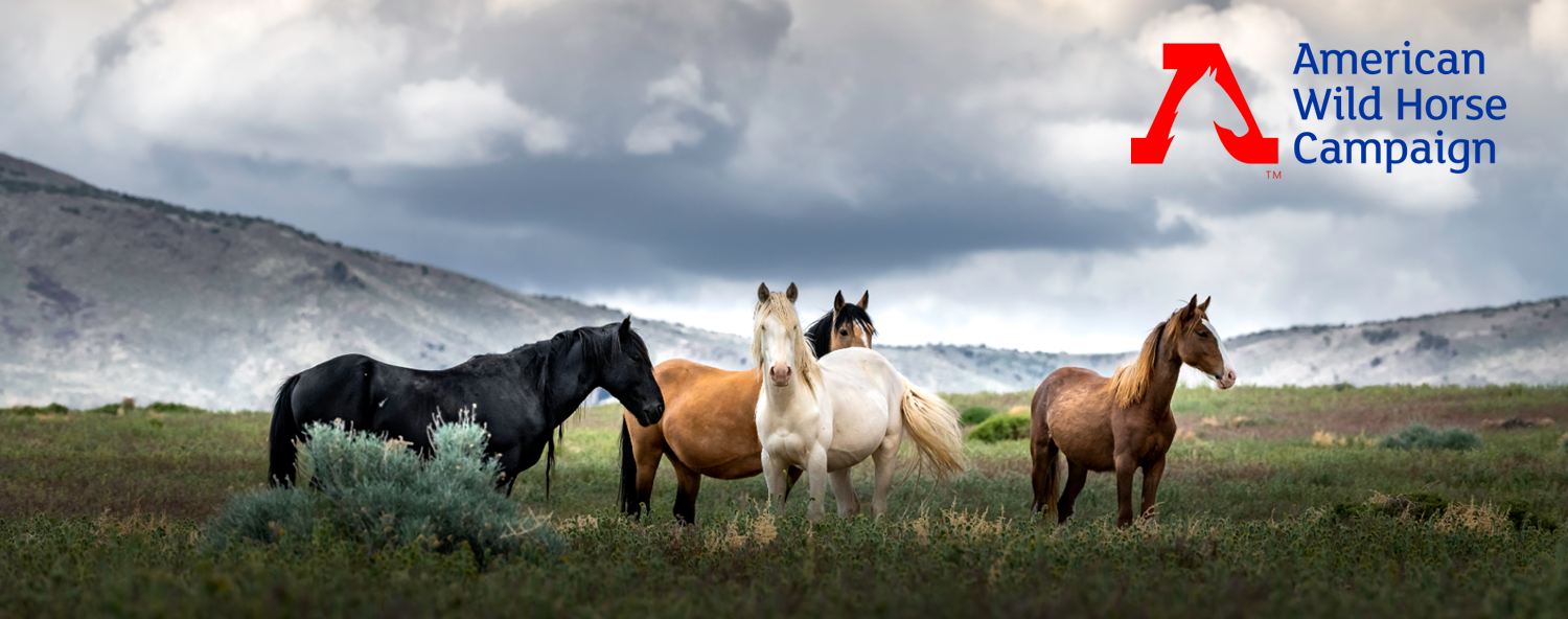 support-american-wild-horse-campaign